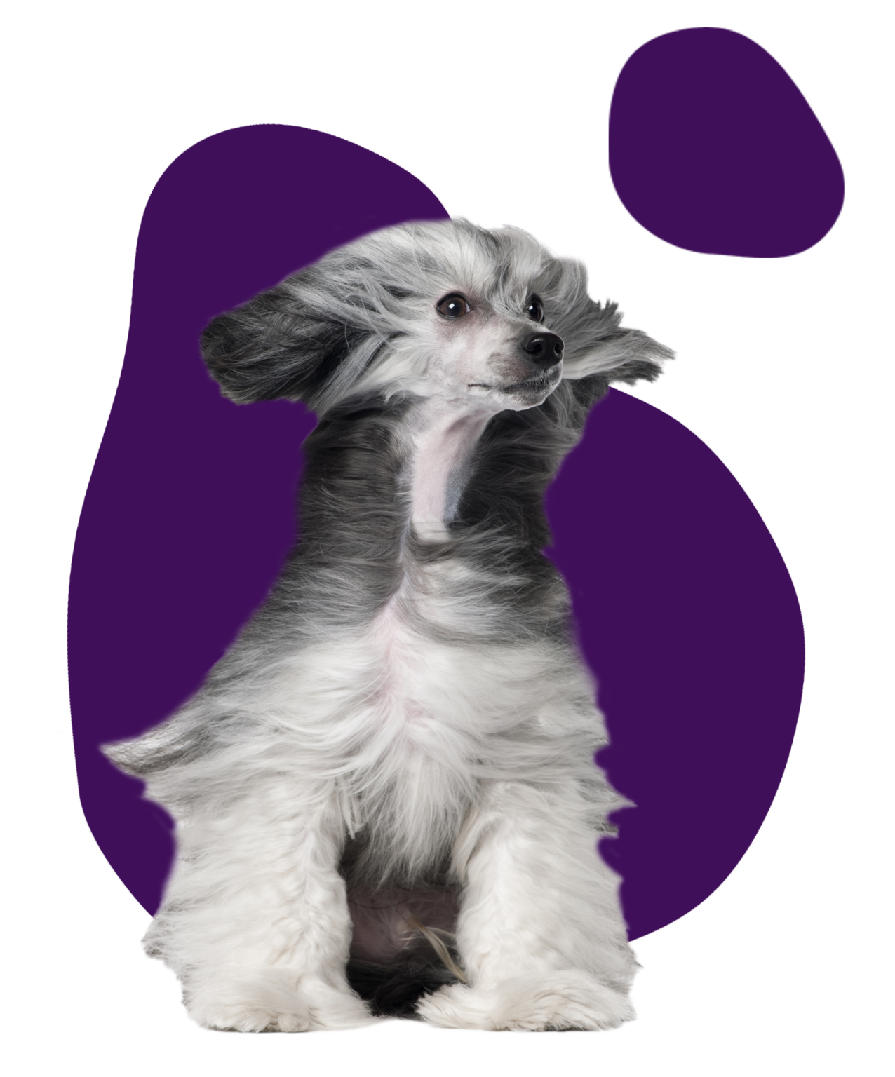 Dog Grooming in Belfast & Holywood Ruff Cuts Dog Grooming