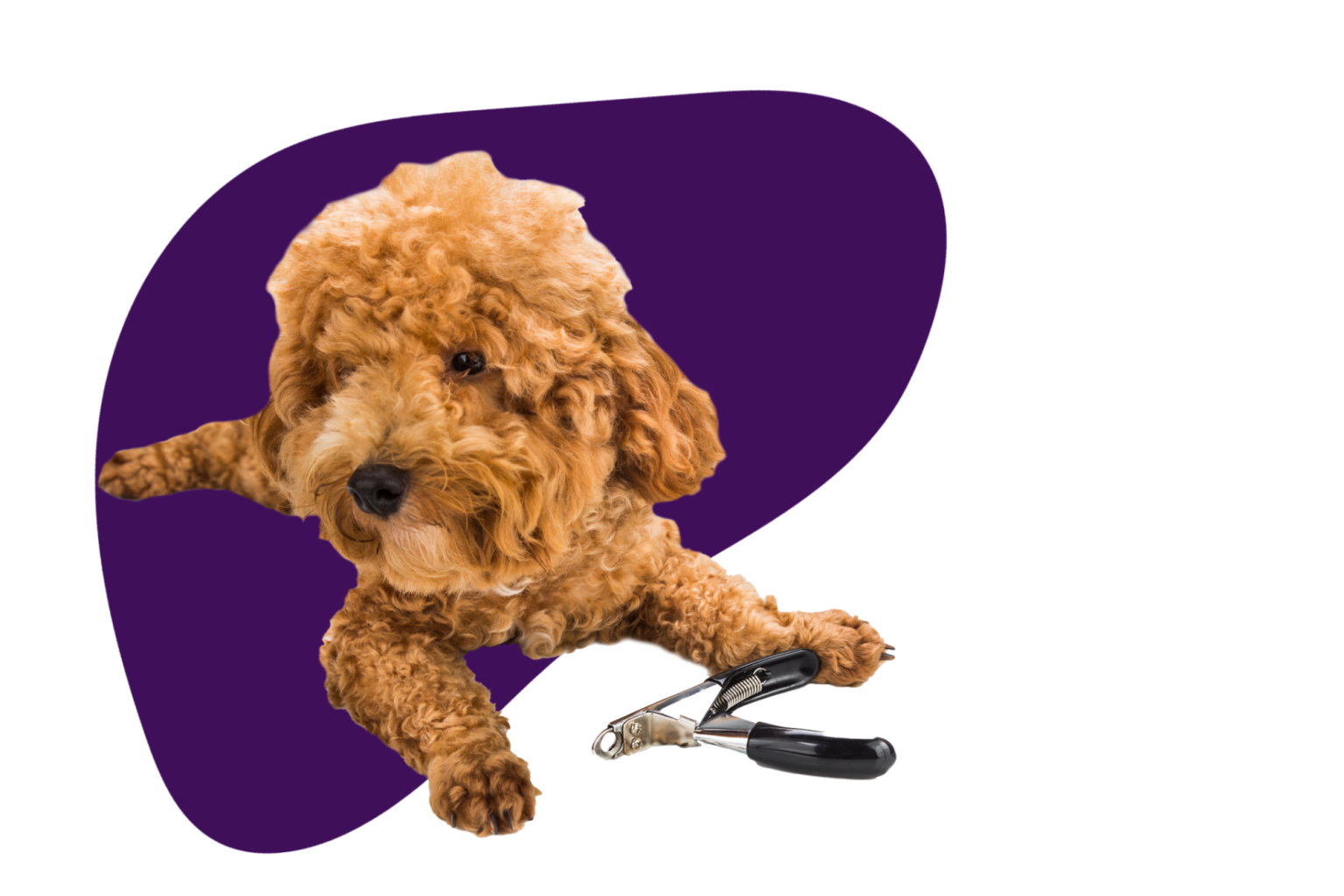 Dog Grooming in Belfast & Holywood Ruff Cuts Dog Grooming