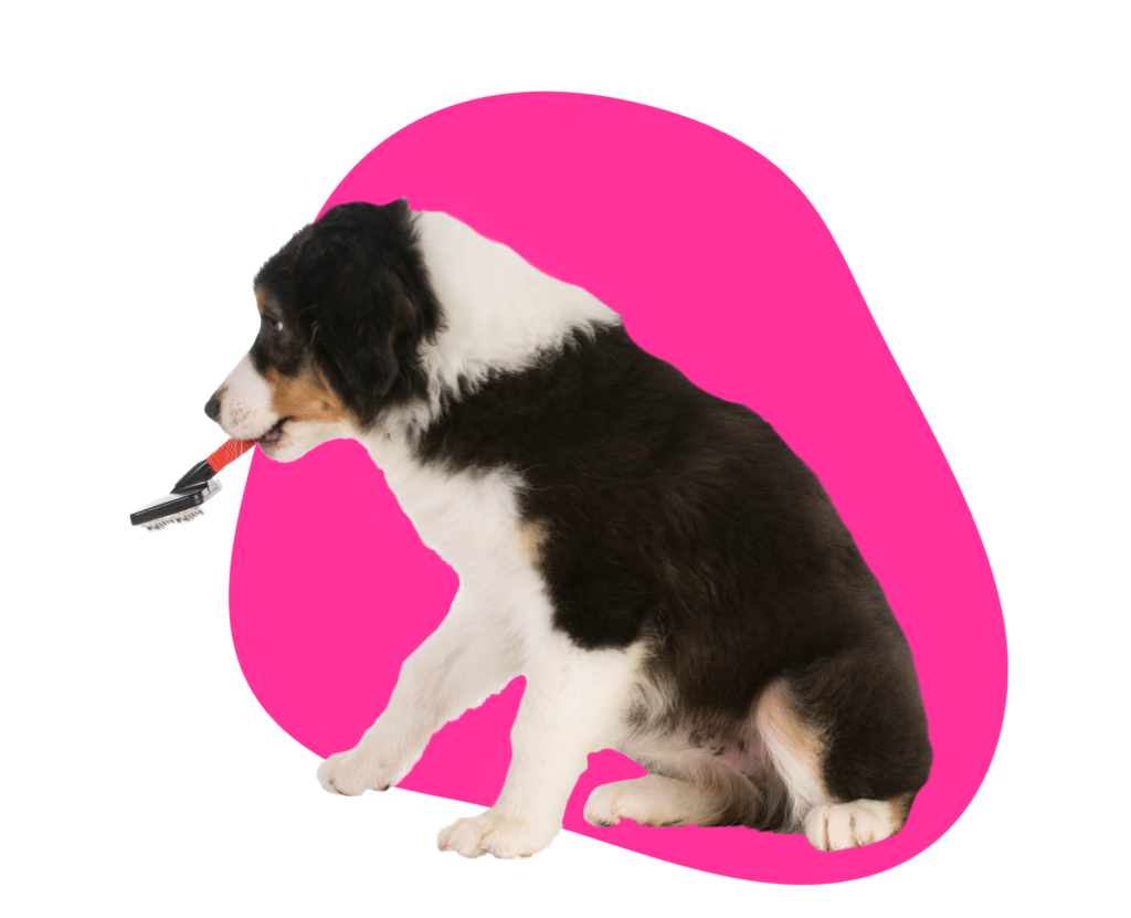 dog-grooming-in-belfast-holywood-ruff-cuts-dog-grooming