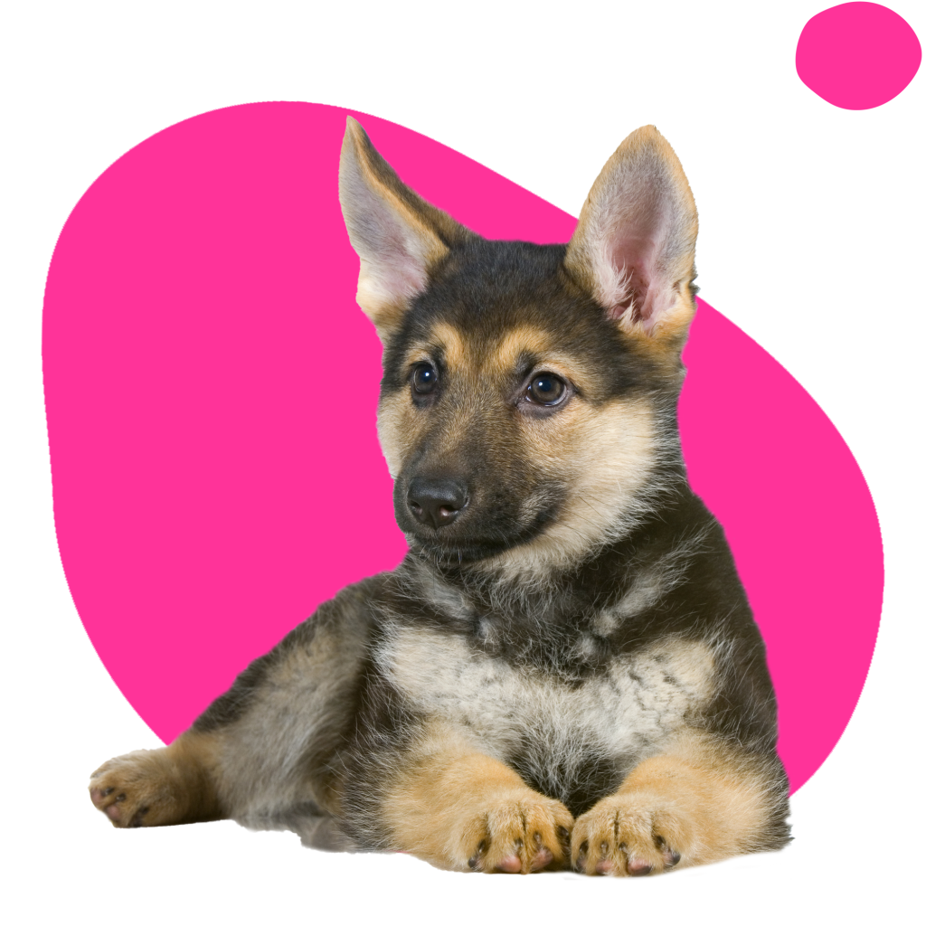 Dog grooming sales belfast