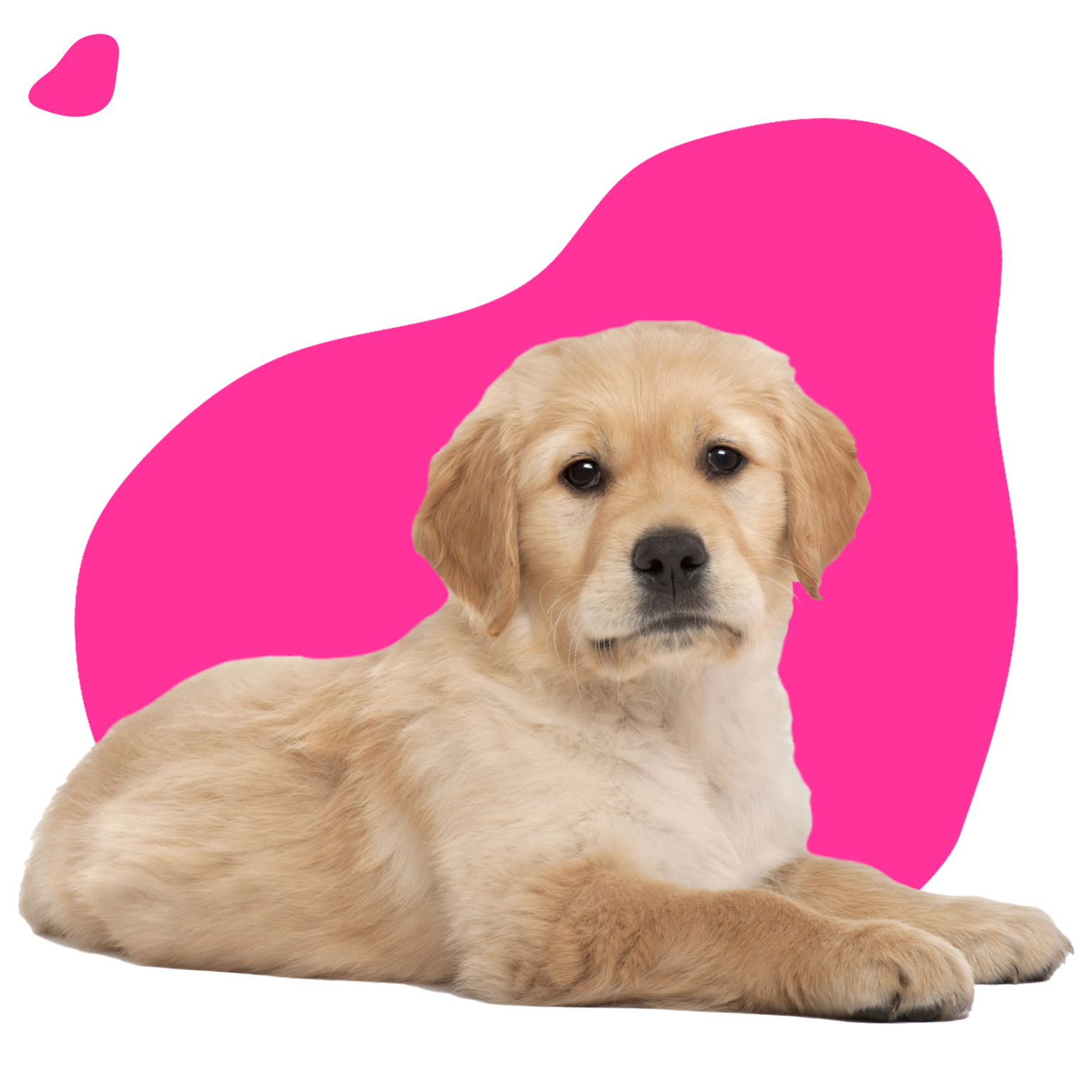 Dog Grooming in Belfast & Holywood Ruff Cuts Dog Grooming